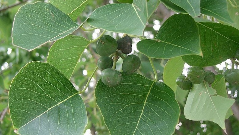 Cây Sòi. Sapium sebiferum - Cây Thuốc Nam Quanh Ta